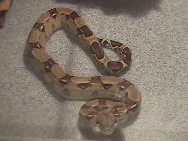columbian red tail