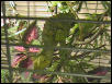 Cameo the Chameleon