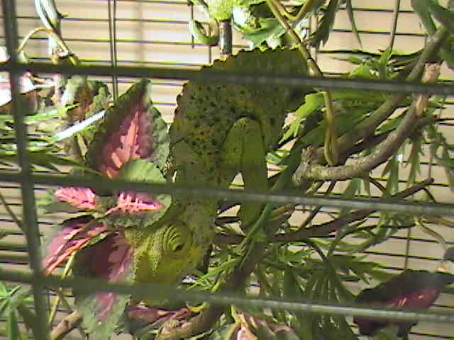 Cameo the Chameleon
