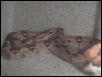 red tail