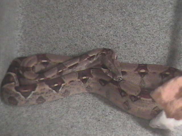 red tail