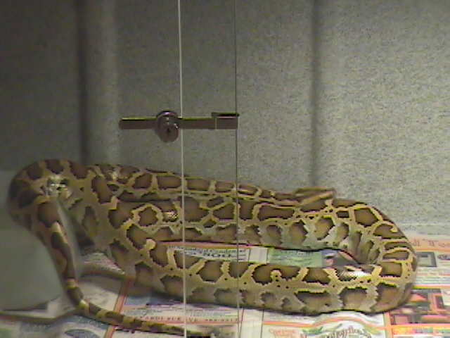New Female Burn