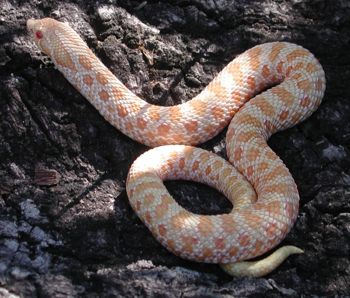 Albino Western Hog