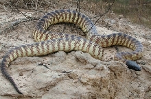 BHP Male #1