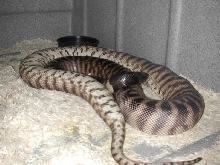 Inverted Female Black Head