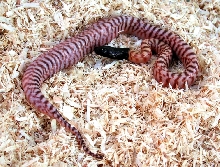 Hypo Black Head