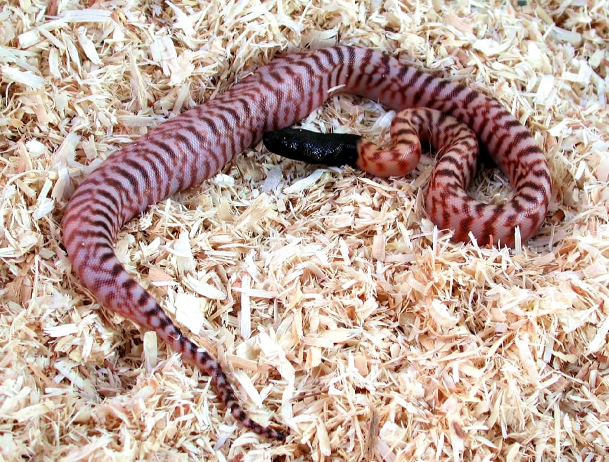 Hypo Black Head