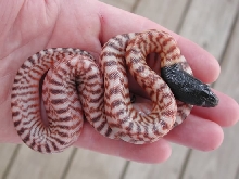 Hypo Blackhead Female