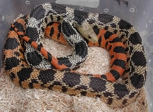 Rio Conchos Deppei deppei female