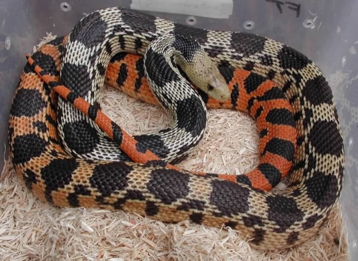 Rio Conchos Deppei deppei female