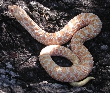 Albino Western Hog