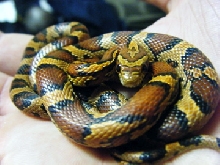 Izzy - female Okeetee corn