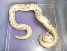 hypo tartar