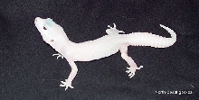 Baby snow blazing blizzard