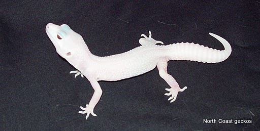Baby snow blazing blizzard