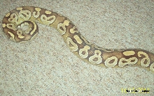 Mojave Tail