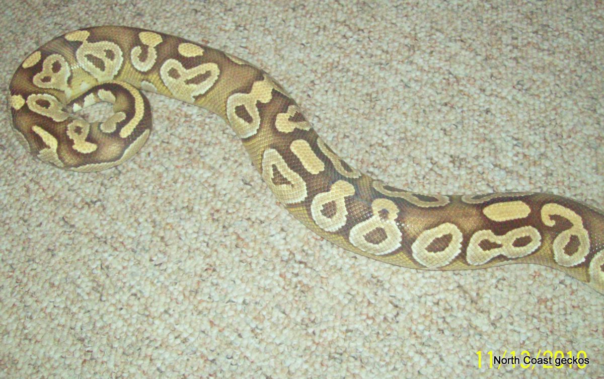 Mojave Tail