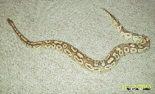 Mojave Full