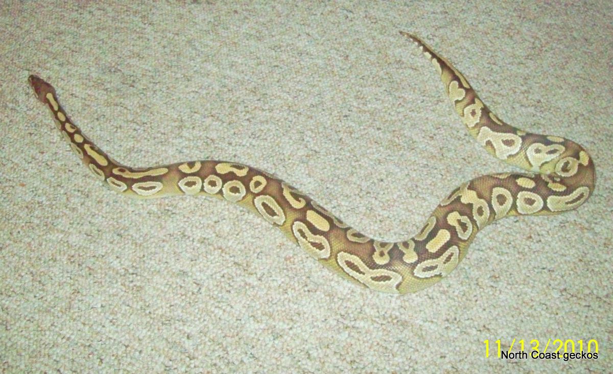 Mojave Full
