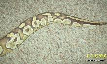 Mojave tail 2