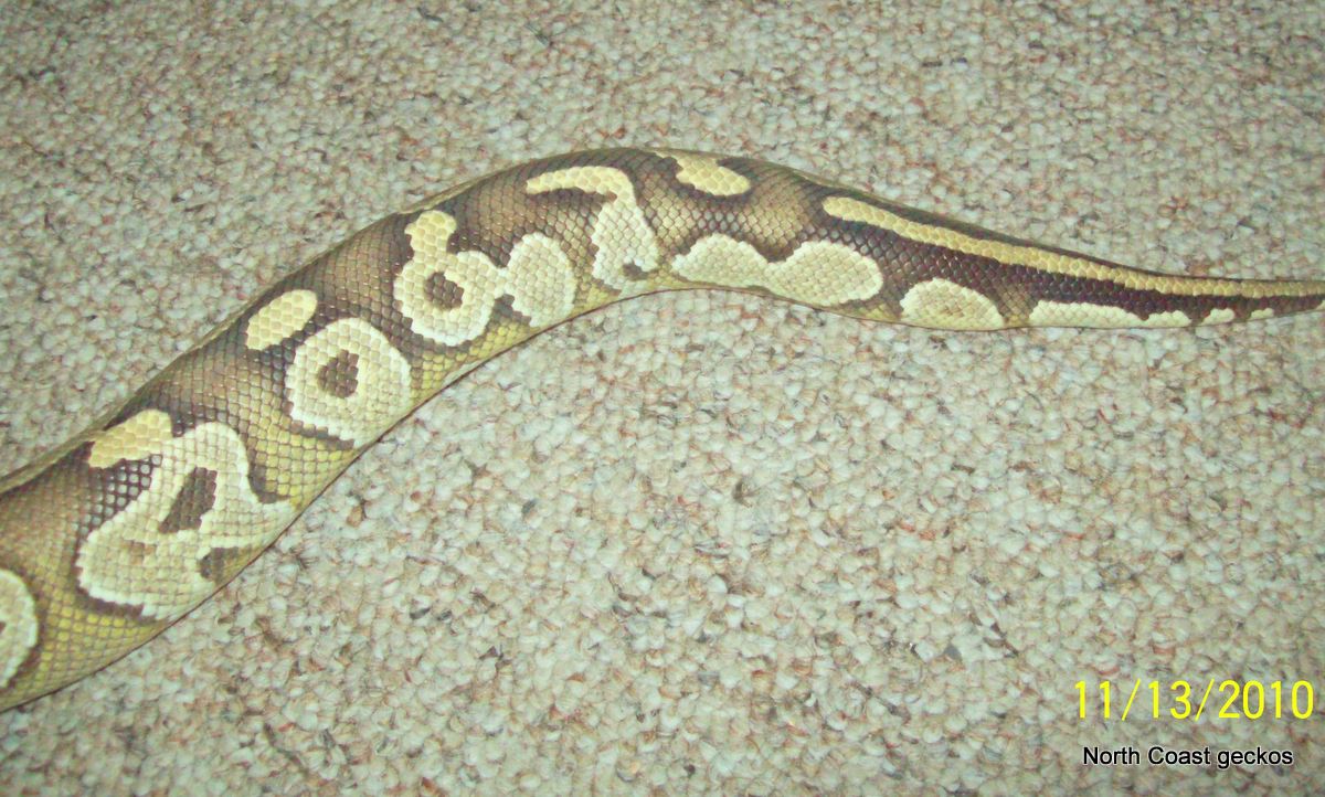 Mojave tail 2