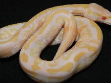Albino Mojave