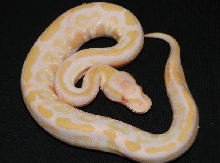 Albino Mojave