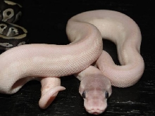 Axanthic Mojave Clutch picture3