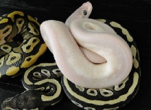 Axanthic Mojave Clutch pic 4