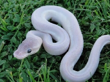 Axanthic Mojave Clutch picture 6