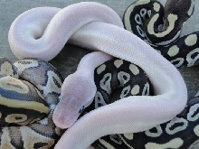 Axanthic Mojave Clutch picture 7