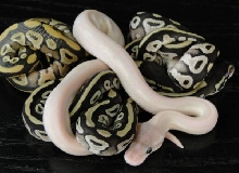 Axanthic Mojave Clutch picture1