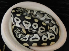 Axanthic Mojave Clutch picture 2