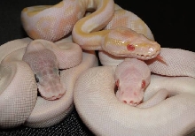 Super Mojave Albino, Super Mojave & Albino Mojave by WFReptiles