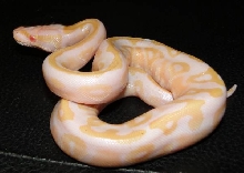 Mojave Albino by WFReptiles