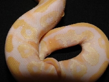 Albino Mojave