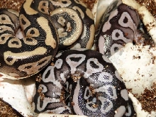 Axanthic Mojaves
