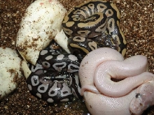 Axanthic Mojave Clutch