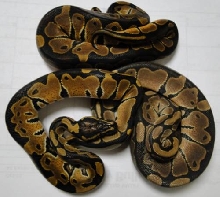 normals from bp-10