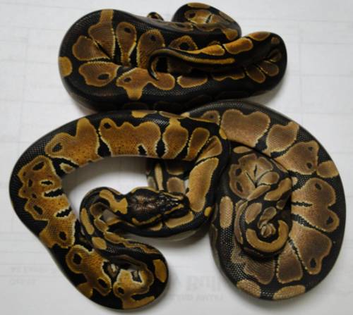 normals from bp-10