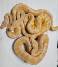 albinos from bp10