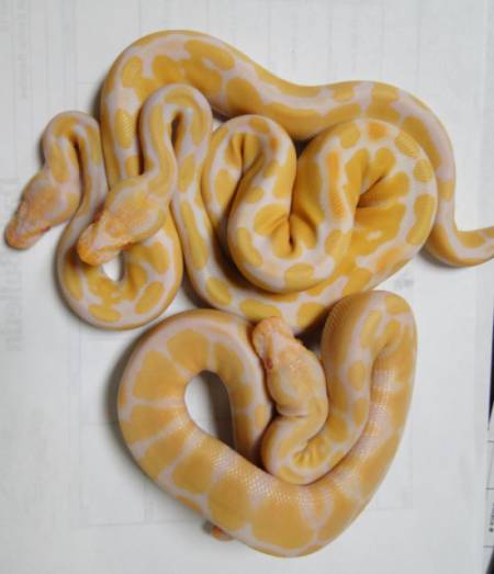 albinos from bp10