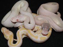 Cherry Bomb, BEL & Albino Mojave