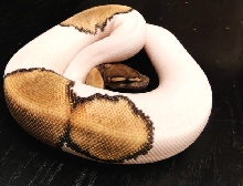WFReptiles Mojave Piebald "WhiteGold" 1