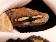 WFReptiles Mojave Piebald "WhiteGold" 2