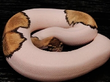 WFReptiles Mojave Piebald "WhiteGold" 3