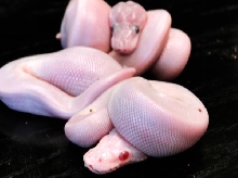 Super Mojave Albino & Super Mojave by WFReptiles