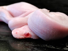 Super Mojave Albino by WFReptiles