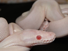 Super Mojave Albino by WFReptiles
