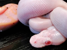 Super Mojave Albino by WFReptiles
